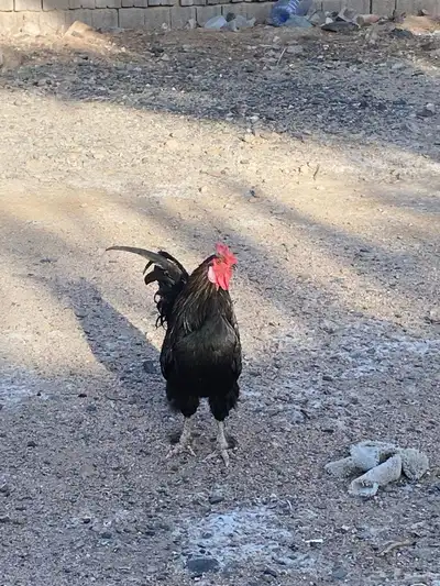 ديك لون نادر حجم كبير 2