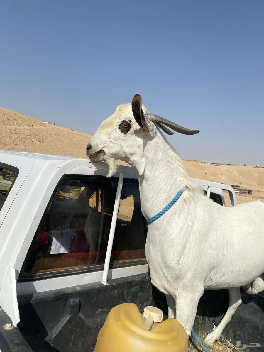 تيس فحل 4
