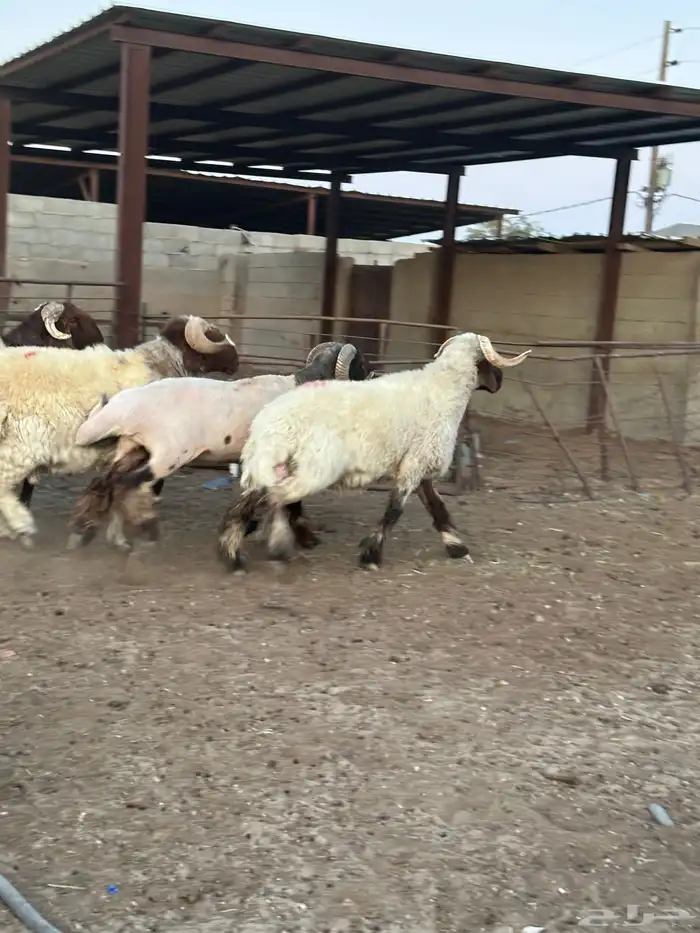 فحول أنعيم طيبه ( تم البيع ) 4