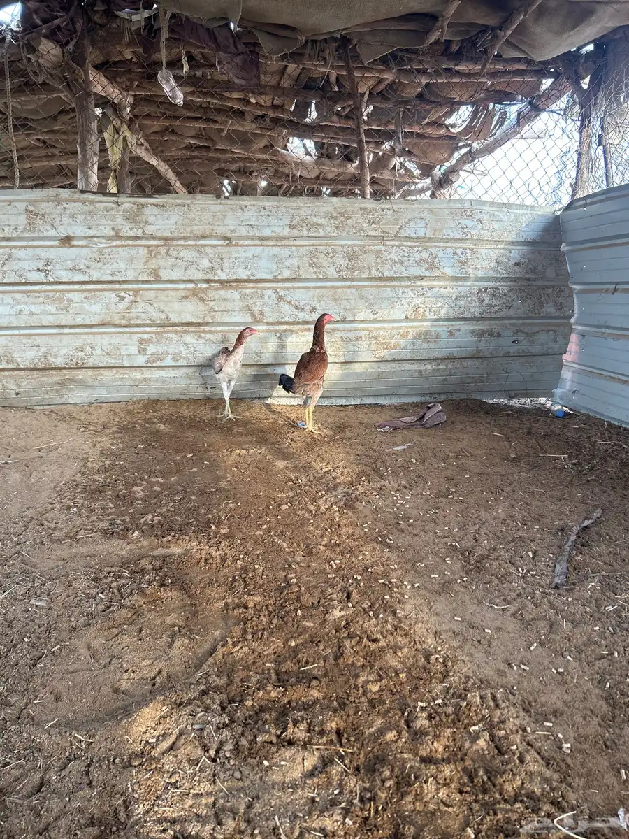 سندي فروخ 0