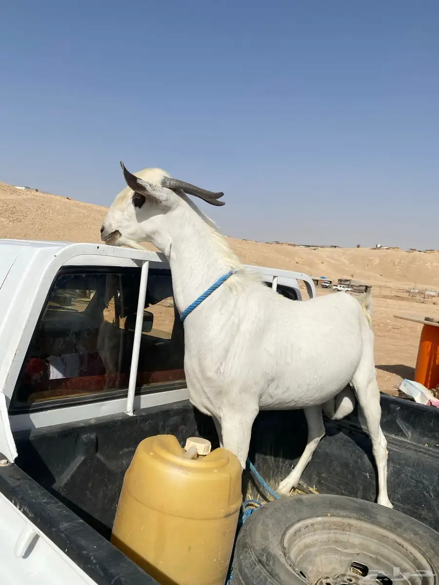 تيس فحل 3