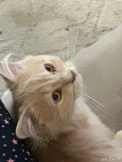 قطو ذكر للبيع عمر ثلاث شهور 1