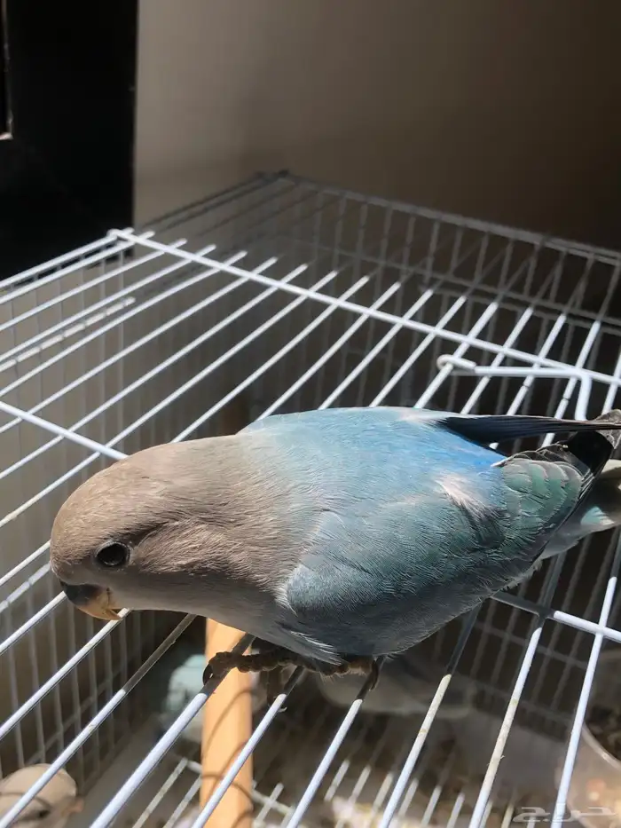 فروخ روز نهاية غر مشروع هدد الكميه محدودة (تم البيع ) 0