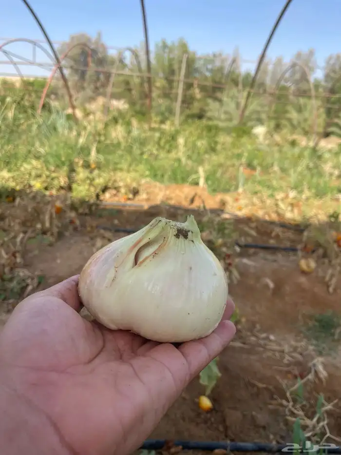 سلة غذائية من المزرعة يوجد توصيل 7