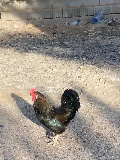 ديك لون نادر حجم كبير 0