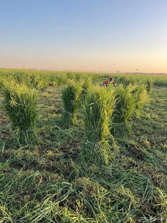 أعلاف بلوبنك اخضر 11