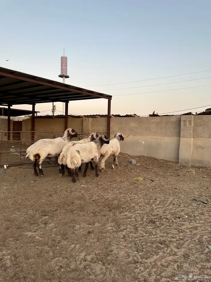 فحول أنعيم طيبه ( تم البيع ) 2