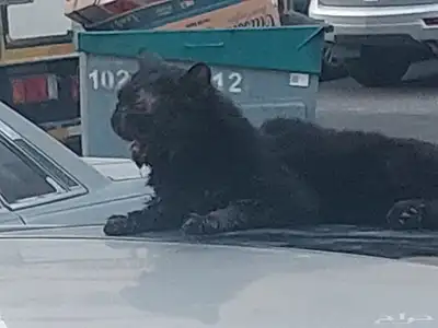 الله يجازيكم خير أنقذوه واكسبو  الاجر 1