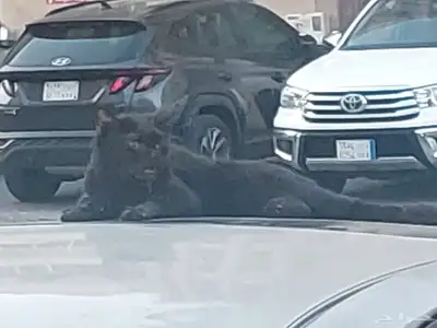 الله يجازيكم خير أنقذوه واكسبو  الاجر 0