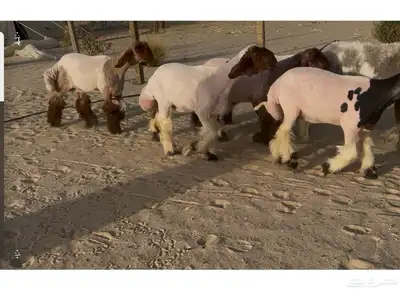 رخال نعيم صنف 5