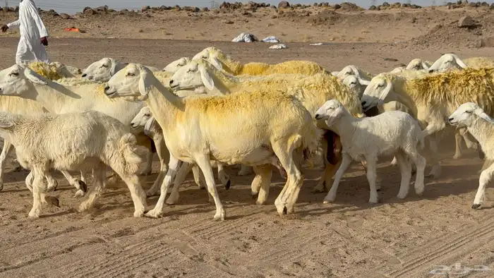 غنم حريات خلفات صنف عددها 30 معاها 30 والفحل 17