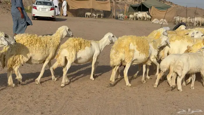 غنم حريات خلفات صنف عددها 30 معاها 30 والفحل 24