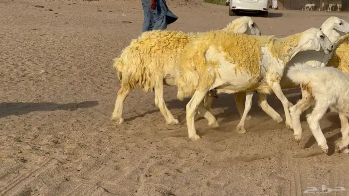 غنم حريات خلفات صنف عددها 30 معاها 30 والفحل 23