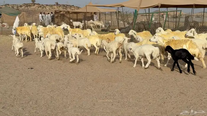 غنم حريات خلفات صنف عددها 30 معاها 30 والفحل 12
