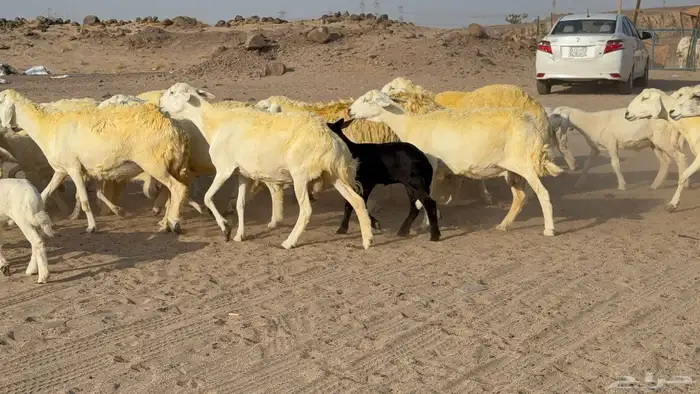 غنم حريات خلفات صنف عددها 30 معاها 30 والفحل 40