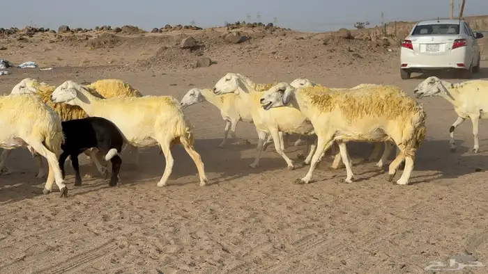غنم حريات خلفات صنف عددها 30 معاها 30 والفحل 41