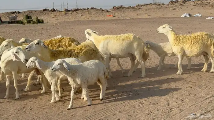 غنم حريات خلفات صنف عددها 30 معاها 30 والفحل 19