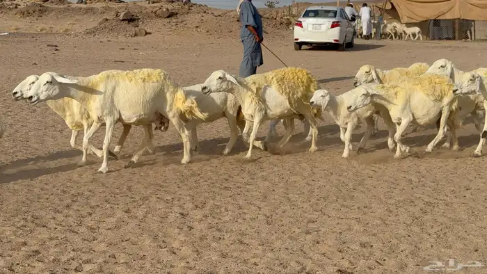 غنم حريات خلفات صنف عددها 30 معاها 30 والفحل 4