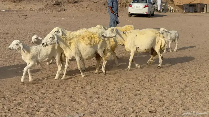 غنم حريات خلفات صنف عددها 30 معاها 30 والفحل 5