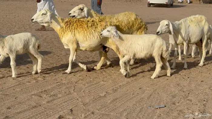 غنم حريات خلفات صنف عددها 30 معاها 30 والفحل 32