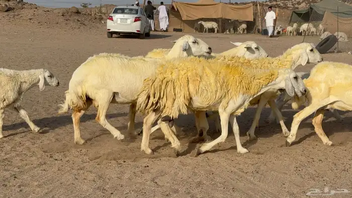 غنم حريات خلفات صنف عددها 30 معاها 30 والفحل 33