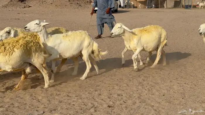 غنم حريات خلفات صنف عددها 30 معاها 30 والفحل 6