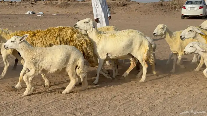 غنم حريات خلفات صنف عددها 30 معاها 30 والفحل 27