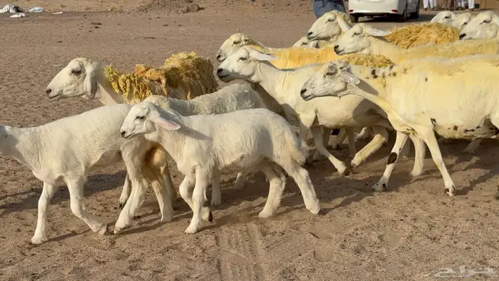 غنم حريات خلفات صنف عددها 30 معاها 30 والفحل 35