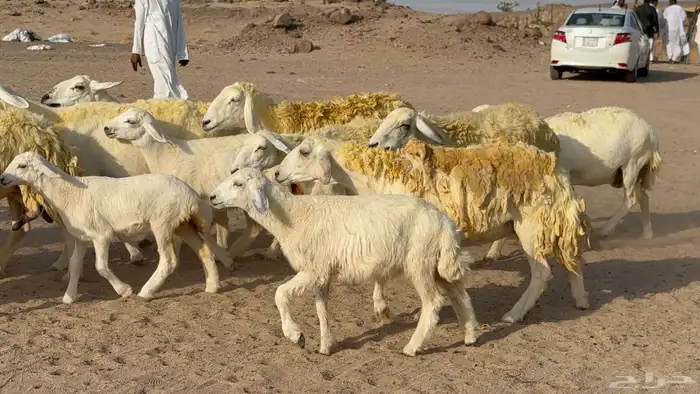 غنم حريات خلفات صنف عددها 30 معاها 30 والفحل 25
