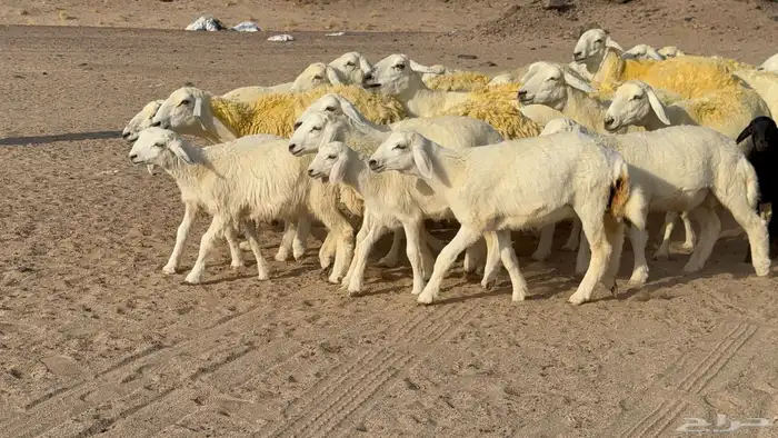 غنم حريات خلفات صنف عددها 30 معاها 30 والفحل 21