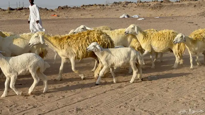 غنم حريات خلفات صنف عددها 30 معاها 30 والفحل 18
