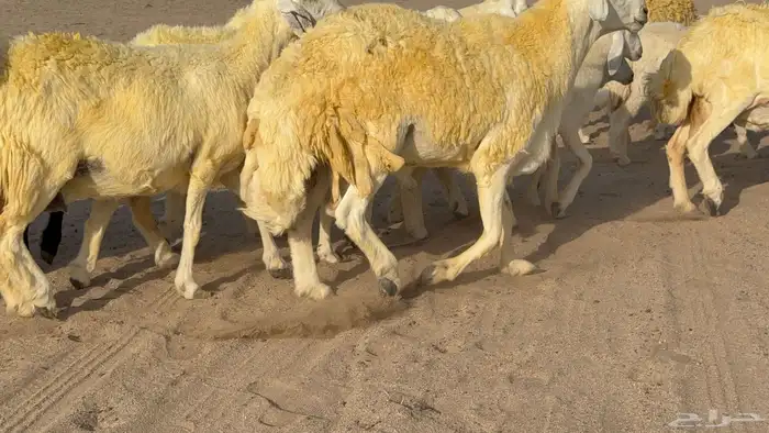 غنم حريات خلفات صنف عددها 30 معاها 30 والفحل 22