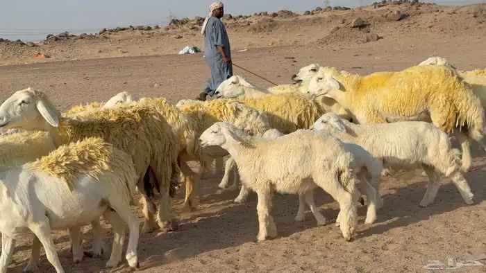 غنم حريات خلفات صنف عددها 30 معاها 30 والفحل 39