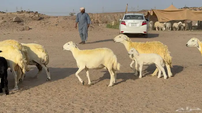 غنم حريات خلفات صنف عددها 30 معاها 30 والفحل 42