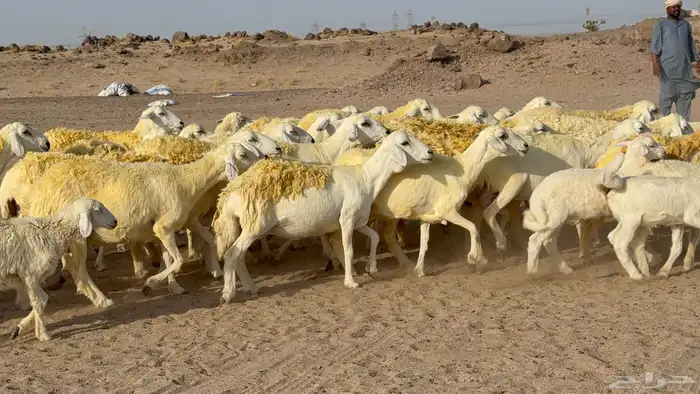 غنم حريات خلفات صنف عددها 30 معاها 30 والفحل 15
