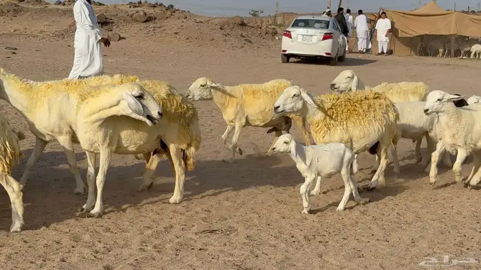 غنم حريات خلفات صنف عددها 30 معاها 30 والفحل 26