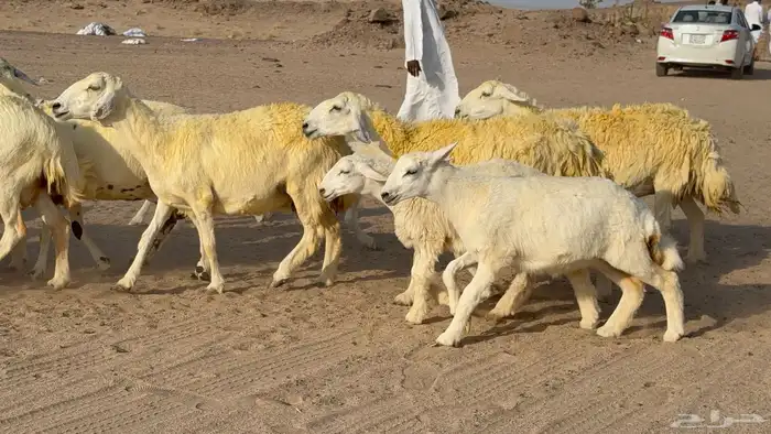 غنم حريات خلفات صنف عددها 30 معاها 30 والفحل 30