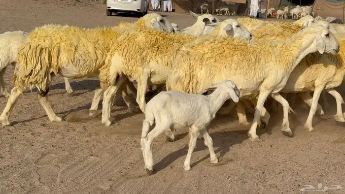 غنم حريات خلفات صنف عددها 30 معاها 30 والفحل 29