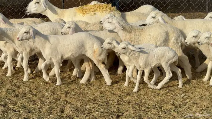غنم حريات خلفات صنف عددها 30 معاها 30 والفحل 2