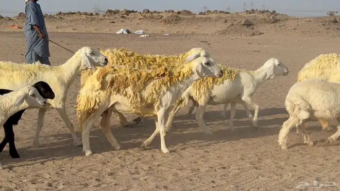 غنم حريات خلفات صنف عددها 30 معاها 30 والفحل 0