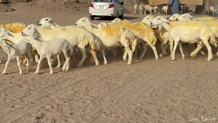 غنم حريات خلفات صنف عددها 30 معاها 30 والفحل 14