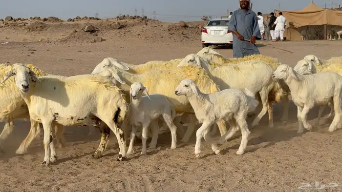 غنم حريات خلفات صنف عددها 30 معاها 30 والفحل 36