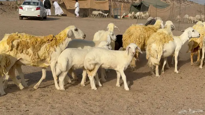 غنم حريات خلفات صنف عددها 30 معاها 30 والفحل 34