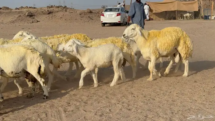 غنم حريات خلفات صنف عددها 30 معاها 30 والفحل 37