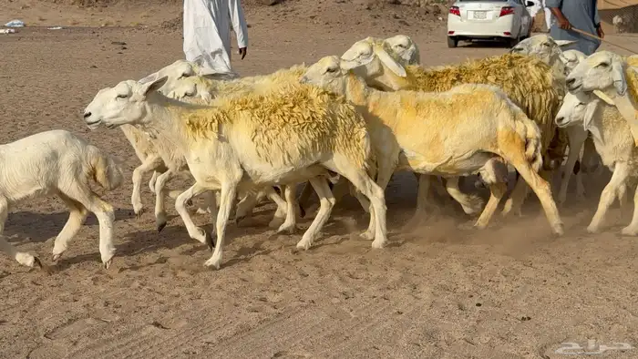 غنم حريات خلفات صنف عددها 30 معاها 30 والفحل 28