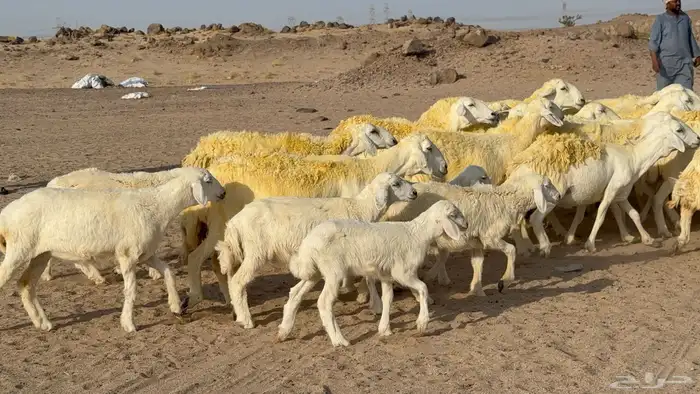 غنم حريات خلفات صنف عددها 30 معاها 30 والفحل 16