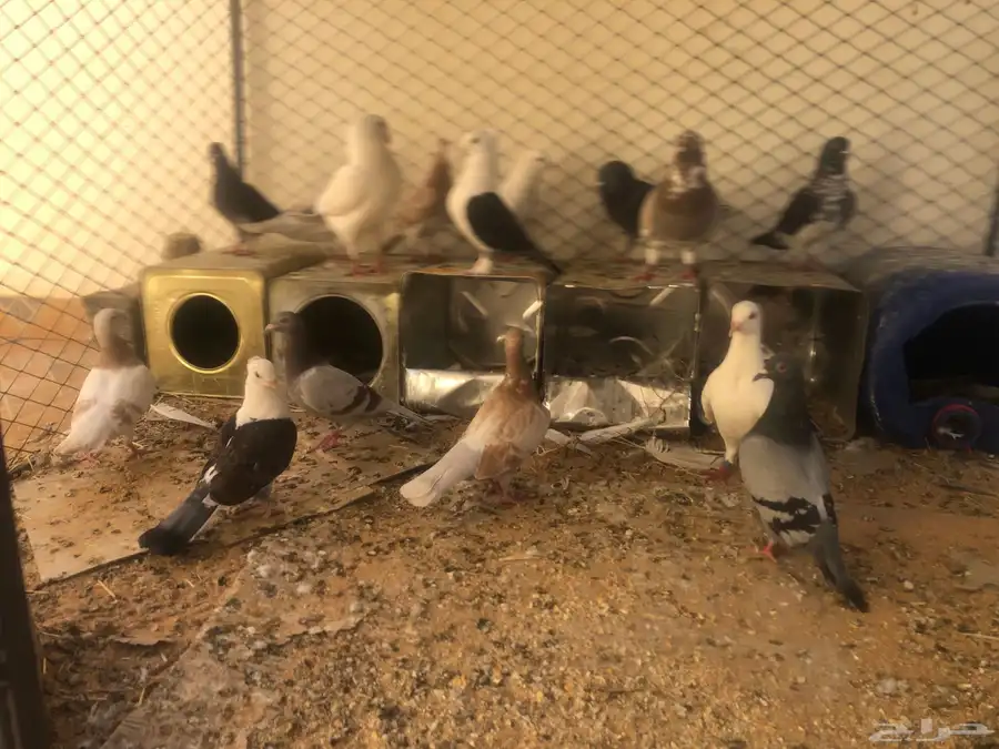 حمام 0