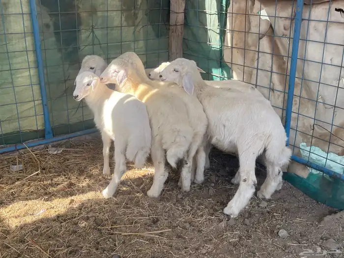 بهم او طليان حريه 1
