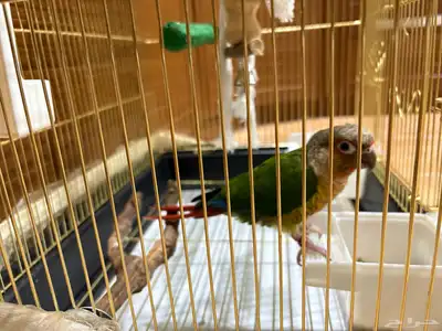 طائر كنيور البيع بالهفوف 0