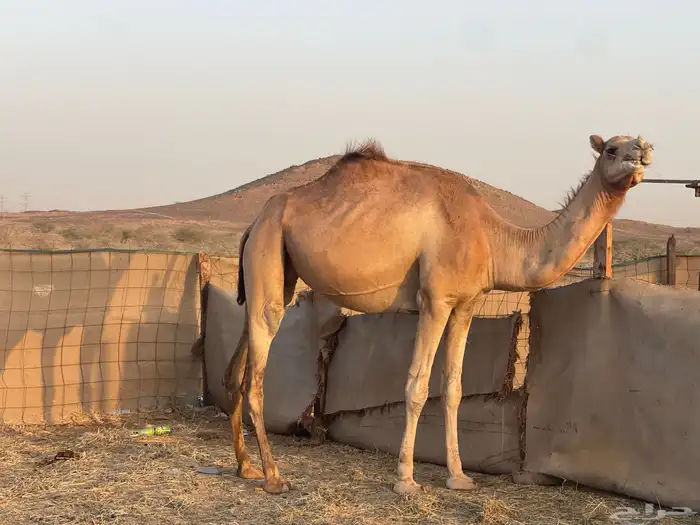 ثنتين ابل حيل طيبه وسعرها طيب ماشالله تم البيع 4